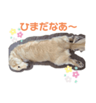 みんな大好き❤️コロのスタンプ（個別スタンプ：4）