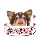 チワワのるいとろろあ～日常会話編～（個別スタンプ：1）