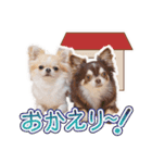チワワのるいとろろあ～日常会話編～（個別スタンプ：2）
