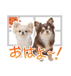 チワワのるいとろろあ～日常会話編～（個別スタンプ：4）