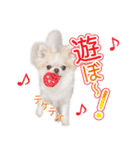 チワワのるいとろろあ～日常会話編～（個別スタンプ：5）