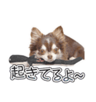 チワワのるいとろろあ～日常会話編～（個別スタンプ：6）