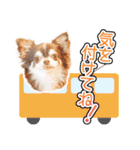 チワワのるいとろろあ～日常会話編～（個別スタンプ：7）