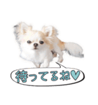 チワワのるいとろろあ～日常会話編～（個別スタンプ：8）