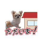 チワワのるいとろろあ～日常会話編～（個別スタンプ：9）