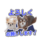 チワワのるいとろろあ～日常会話編～（個別スタンプ：10）