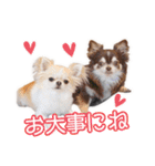 チワワのるいとろろあ～日常会話編～（個別スタンプ：11）