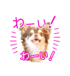 チワワのるいとろろあ～日常会話編～（個別スタンプ：12）