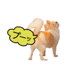 チワワのるいとろろあ～日常会話編～（個別スタンプ：13）