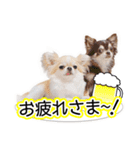 チワワのるいとろろあ～日常会話編～（個別スタンプ：14）