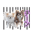 チワワのるいとろろあ～日常会話編～（個別スタンプ：15）