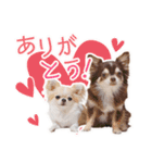 チワワのるいとろろあ～日常会話編～（個別スタンプ：17）