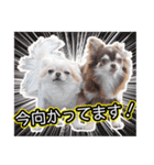 チワワのるいとろろあ～日常会話編～（個別スタンプ：18）