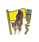 チワワのるいとろろあ～日常会話編～（個別スタンプ：19）