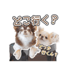 チワワのるいとろろあ～日常会話編～（個別スタンプ：20）
