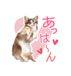 チワワのるいとろろあ～日常会話編～（個別スタンプ：21）
