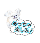 チワワのるいとろろあ～日常会話編～（個別スタンプ：23）
