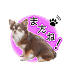 チワワのるいとろろあ～日常会話編～（個別スタンプ：24）