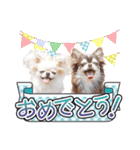 チワワのるいとろろあ～日常会話編～（個別スタンプ：25）