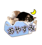 チワワのるいとろろあ～日常会話編～（個別スタンプ：26）