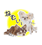 チワワのるいとろろあ～日常会話編～（個別スタンプ：27）