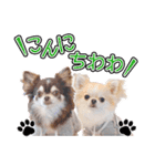 チワワのるいとろろあ～日常会話編～（個別スタンプ：30）