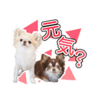 チワワのるいとろろあ～日常会話編～（個別スタンプ：31）