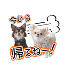 チワワのるいとろろあ～日常会話編～（個別スタンプ：33）