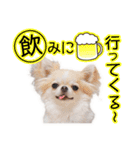 チワワのるいとろろあ～日常会話編～（個別スタンプ：34）