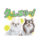 チワワのるいとろろあ～日常会話編～（個別スタンプ：37）