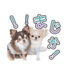 チワワのるいとろろあ～日常会話編～（個別スタンプ：39）
