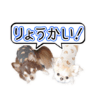 チワワのるいとろろあ～日常会話編～（個別スタンプ：40）