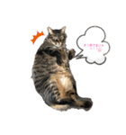 umeshima - cat life -（個別スタンプ：1）