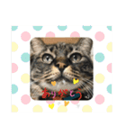 umeshima - cat life -（個別スタンプ：2）
