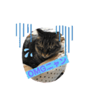 umeshima - cat life -（個別スタンプ：3）