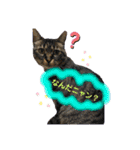 umeshima - cat life -（個別スタンプ：4）