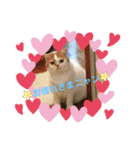 umeshima - cat life -（個別スタンプ：5）