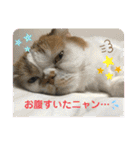 umeshima - cat life -（個別スタンプ：8）