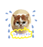 umeshima - cat life -（個別スタンプ：9）
