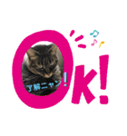 umeshima - cat life -（個別スタンプ：11）