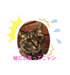 umeshima - cat life -（個別スタンプ：13）