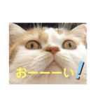 umeshima - cat life -（個別スタンプ：14）