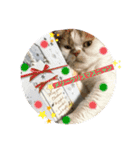 umeshima - cat life -（個別スタンプ：15）
