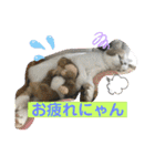 umeshima - cat life -（個別スタンプ：17）