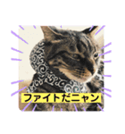 umeshima - cat life -（個別スタンプ：18）