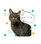 umeshima - cat life -（個別スタンプ：19）
