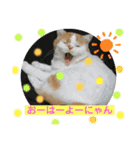 umeshima - cat life -（個別スタンプ：20）