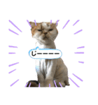 umeshima - cat life -（個別スタンプ：21）