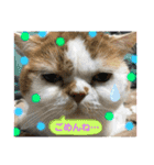 umeshima - cat life -（個別スタンプ：22）