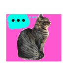 umeshima - cat life -（個別スタンプ：23）